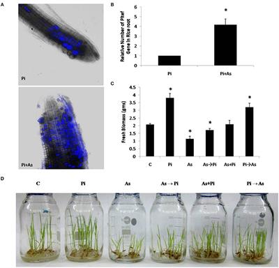 Endophytic Fungi Piriformospora indica Mediated Protection of Host from Arsenic Toxicity